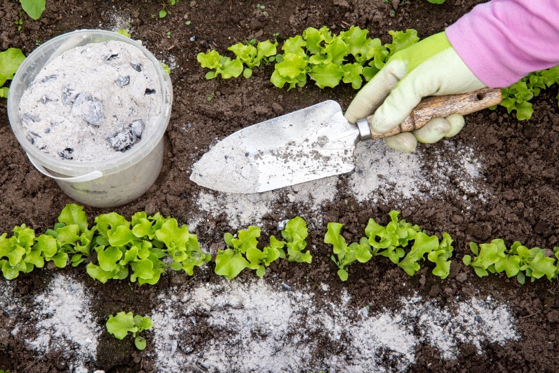 Baking Soda Enhances Soil pH