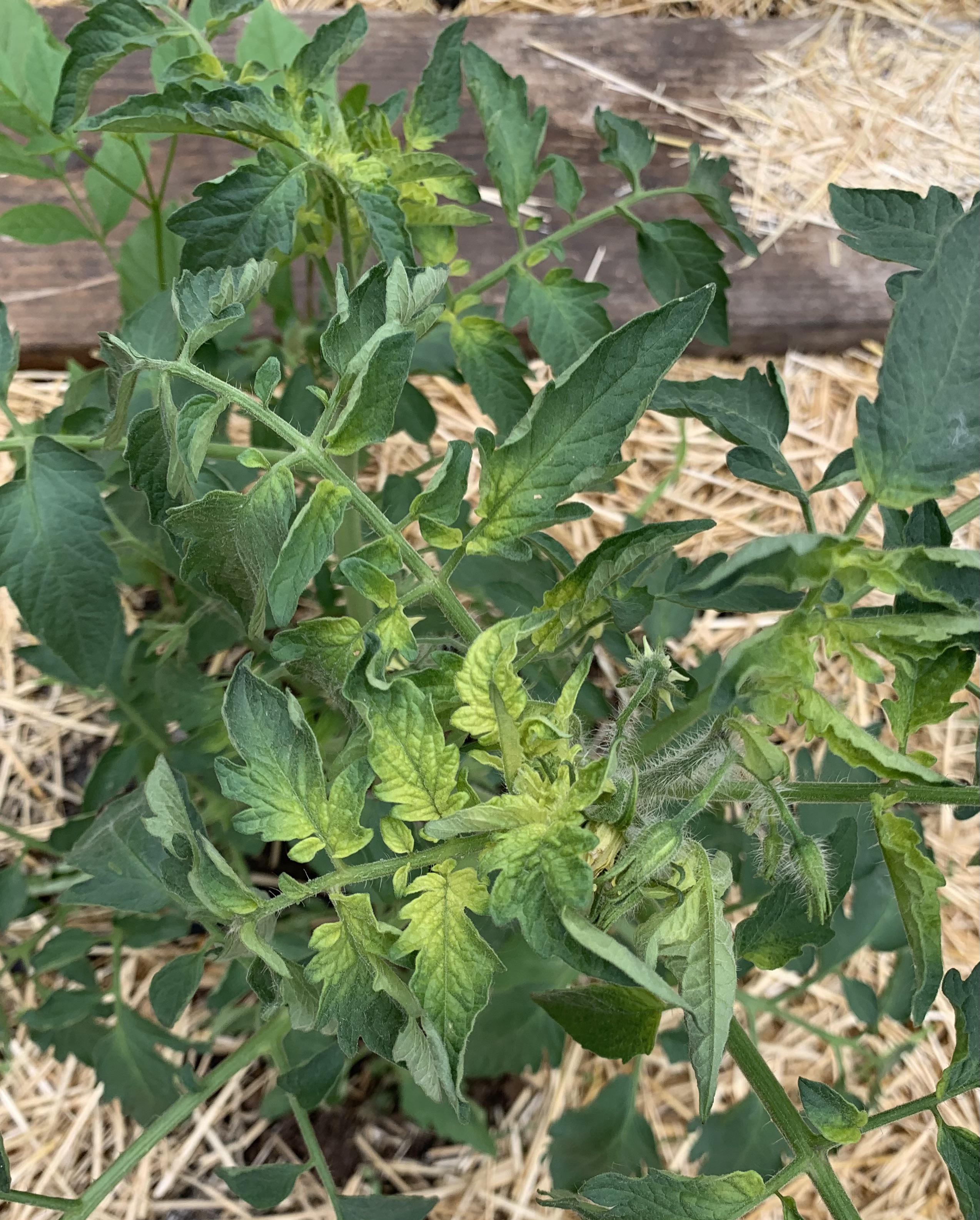 Nutrient Imbalance on Tomato Plant