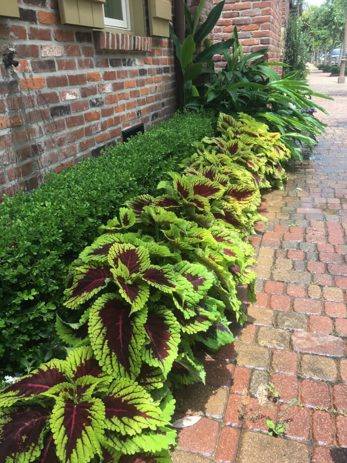 Coleus