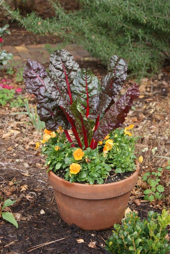 Bold Swiss Chard Elegance