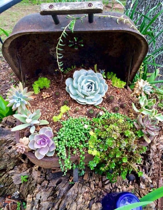 Vintage Toolbox Succulent Planter