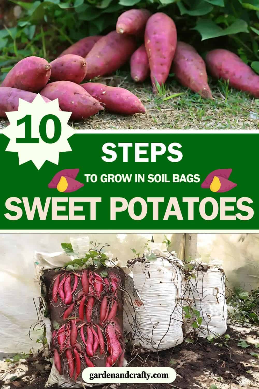 10 Simple Steps to Grow Sweet Potatoes in Soil Bags Successfully