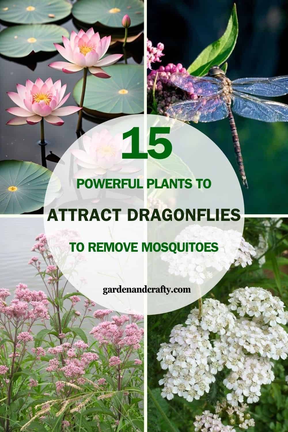 15 Powerful Plants to Attract Dragonflies and Say Goodbye to Mosquitoes for Good