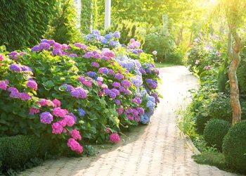20 Best Plants for Walkway