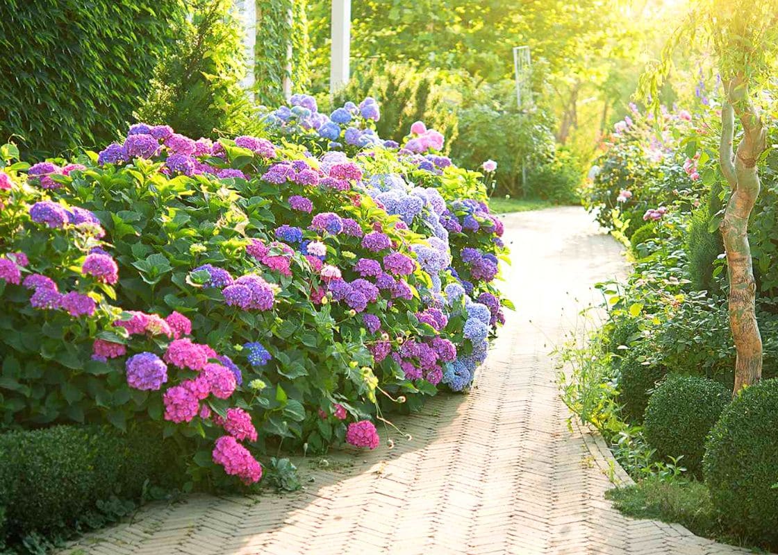 Here’re The Most Beautiful Plants for Walkway