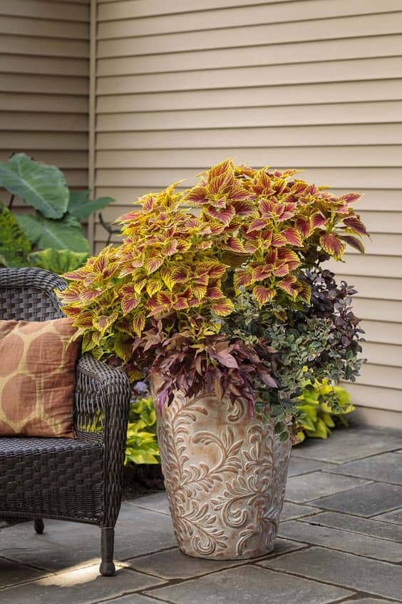 Vibrant Coleus Foliage Pot