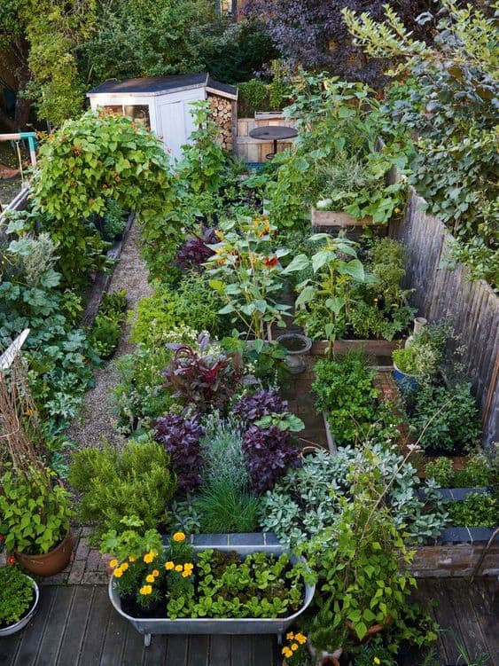 Lush Cottage Garden Vegetable Oasis