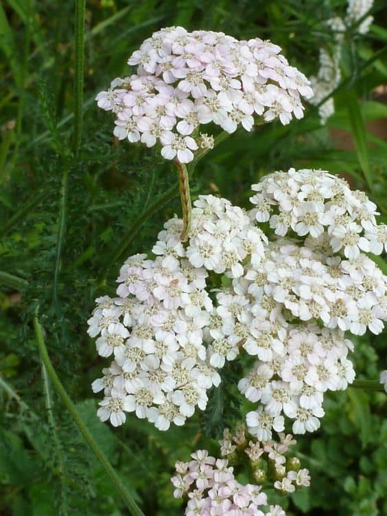 Yarrow