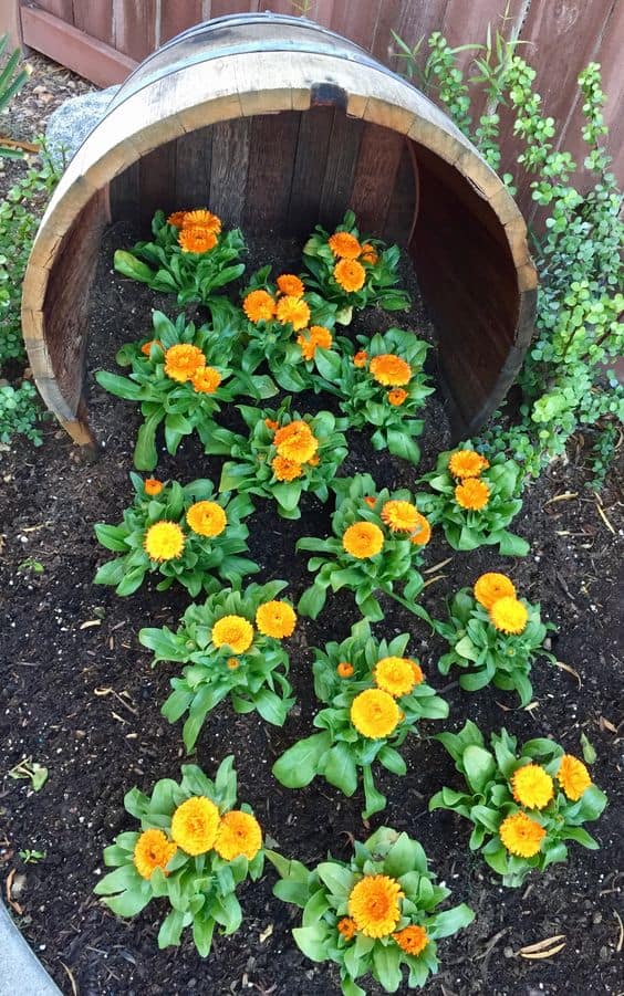 Golden Blooming Barrel