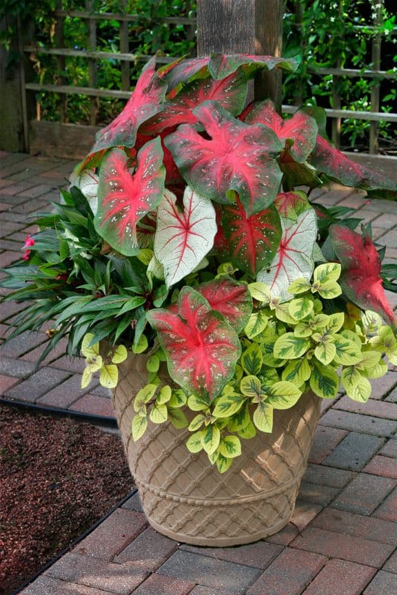 Radiant Fall Foliage Pot