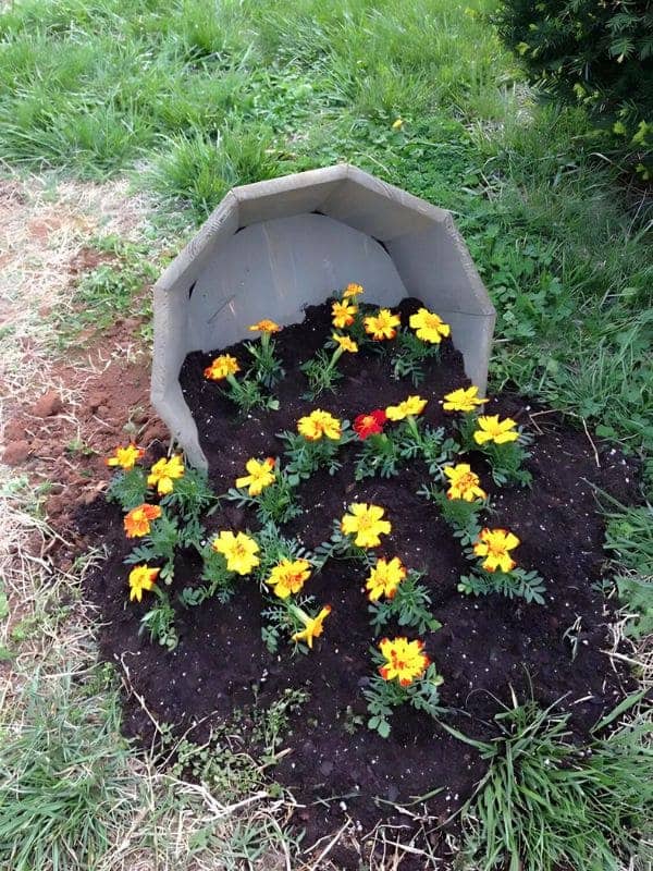 Golden Marigold Spill