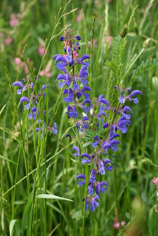 Meadow Sage