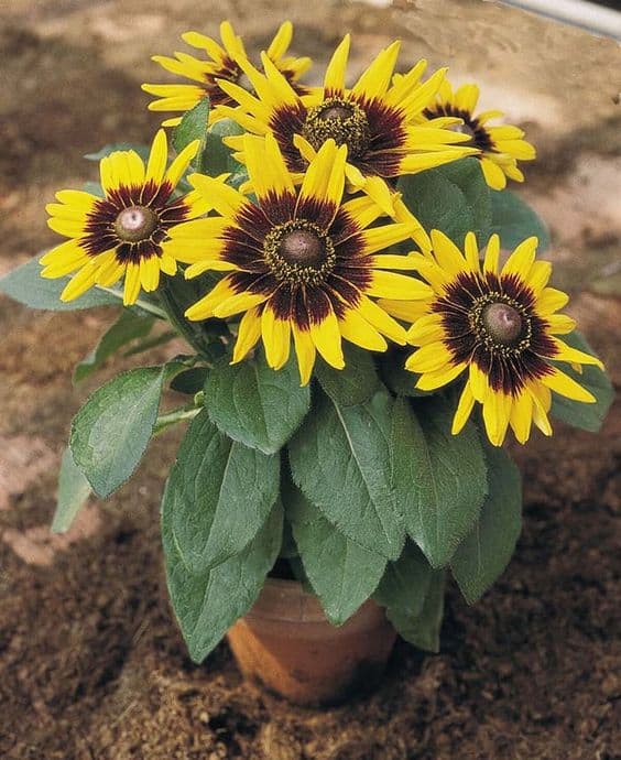 Golden Black-Eyed Susan Charm