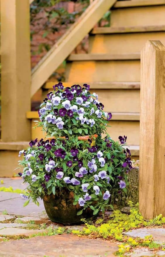 Layered Pansy Tower