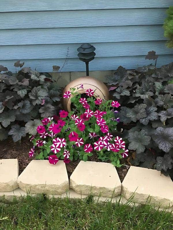 Candy-Striped Petunia Splash