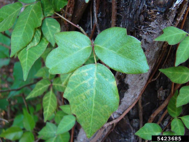 Top 10 Common Wild Plants Around Us That Are Surprisingly Poisonous and Dangerous