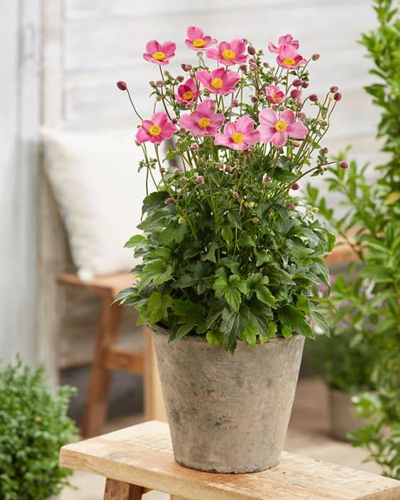 Delicate Japanese Anemone Pot