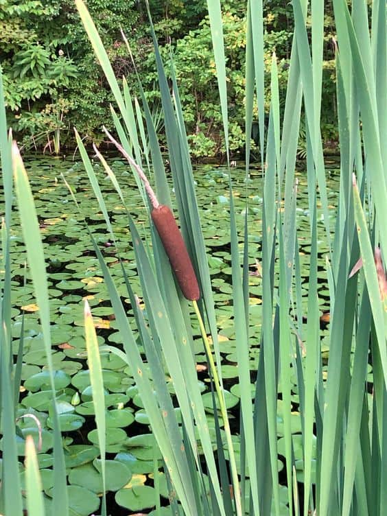 Cattails