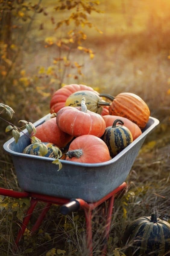 Rustic Pumpkin Harvest Display