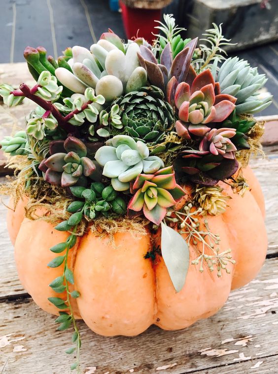 Succulent Pumpkin Planter