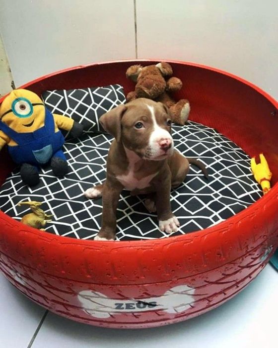 Tire Pup Bed