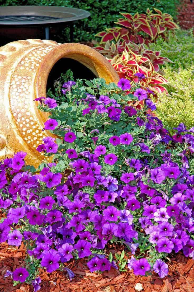 Purple Petunia Cascade