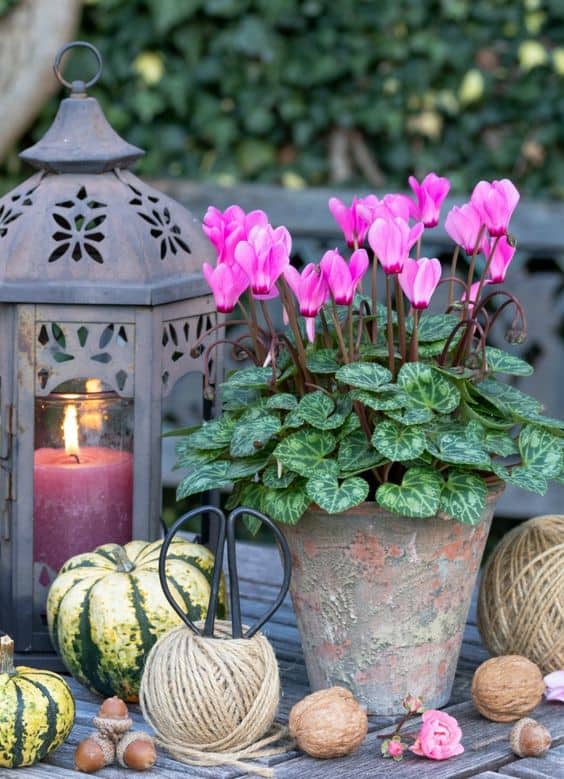 Charming Cyclamen Arrangement