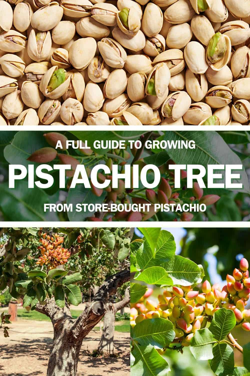 A Full Guide to Growing Pistachio Trees From Store-Bought Pistachios