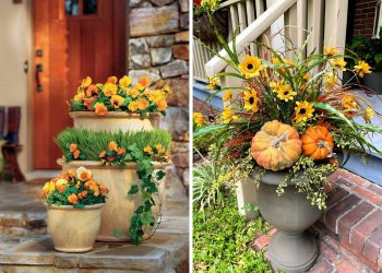 Best Fall Plants In Pots