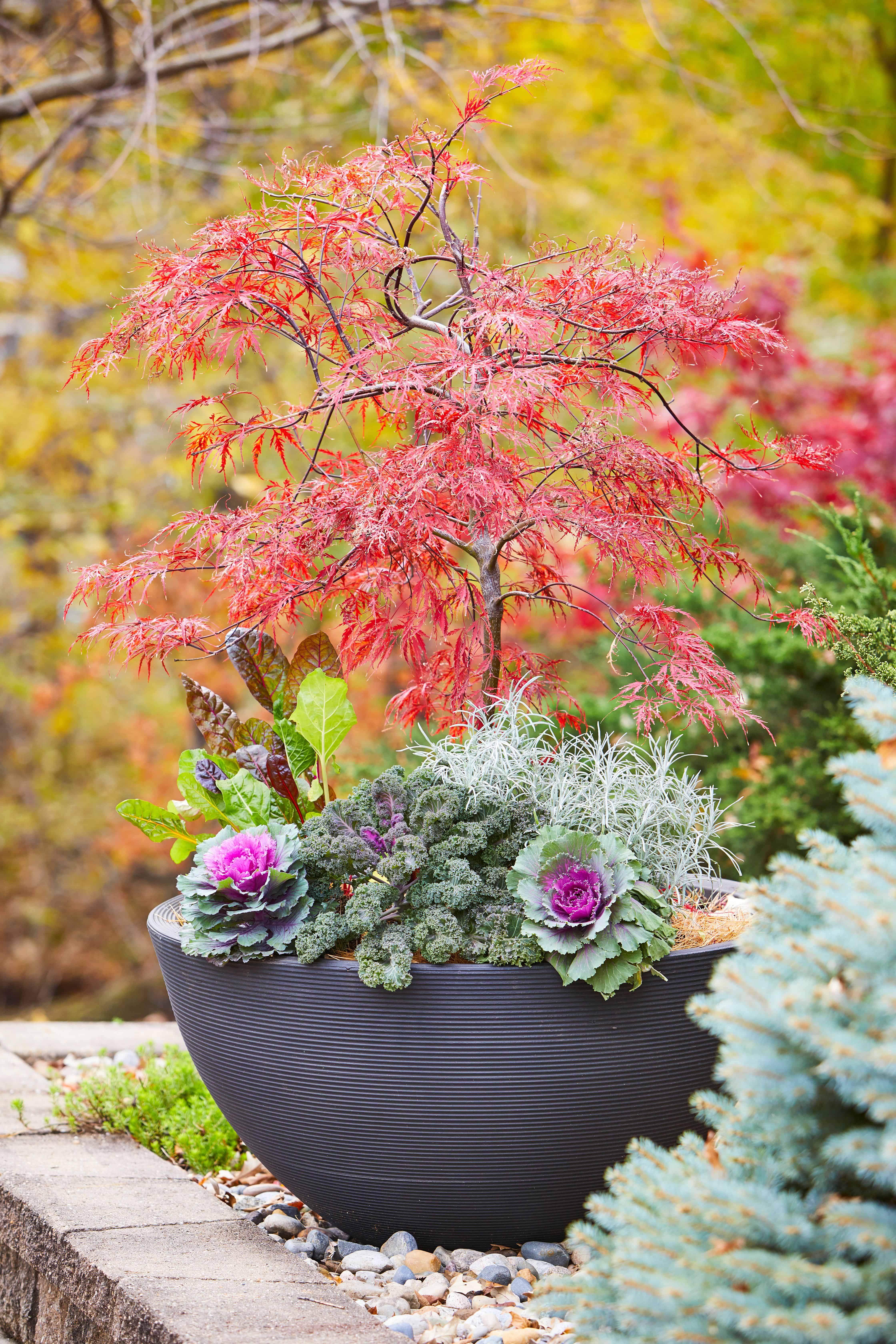 Elegant Maple Arrangement