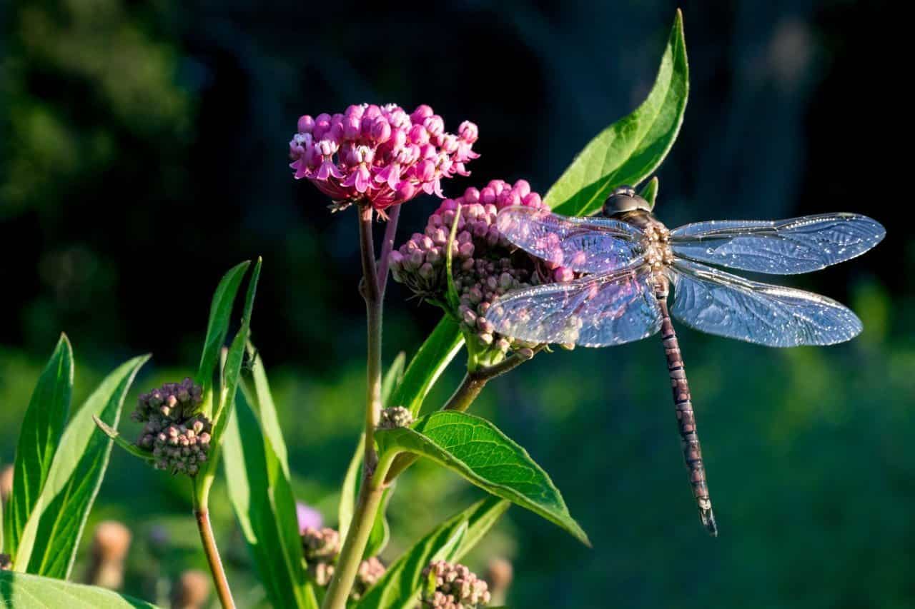 Swamp Milkweed