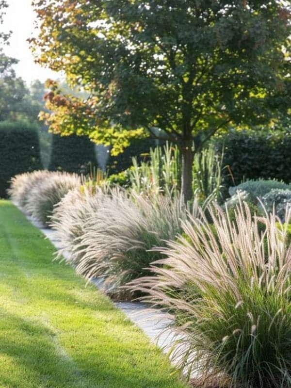 Feather Grass Garden Border