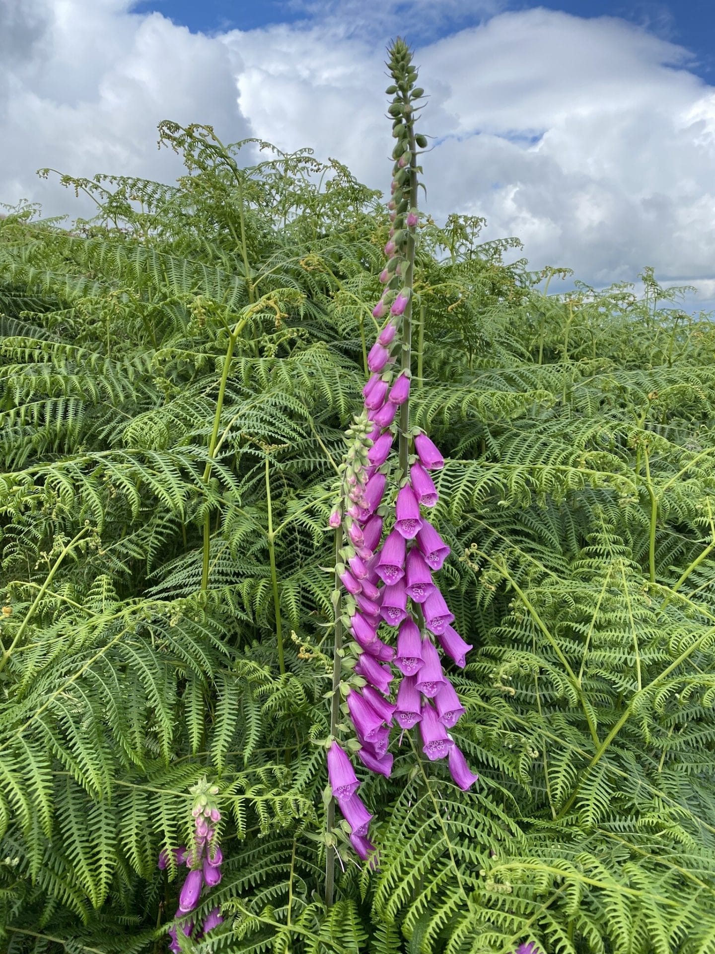 Top 10 Common Wild Plants Around Us That Are Surprisingly Poisonous and Dangerous