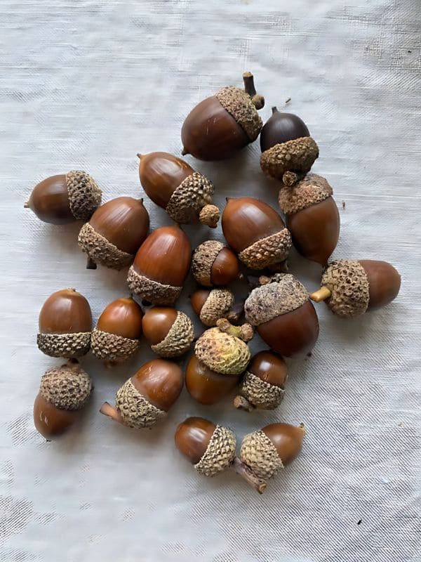 Gather the Best Acorns