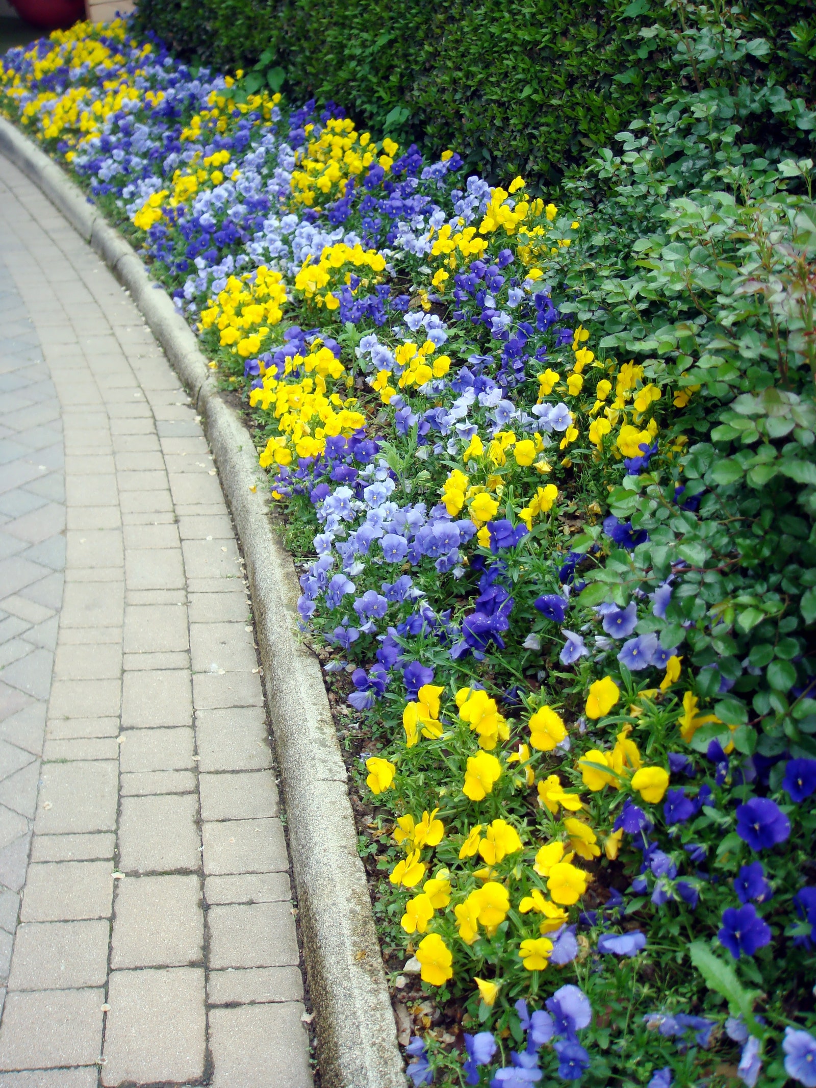 Pansies