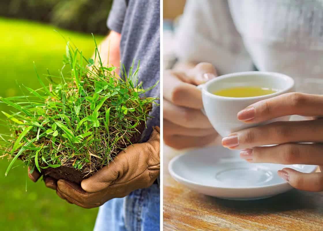 10+ Surprising Health Benefits of Crabgrass and How to Use It Effectively