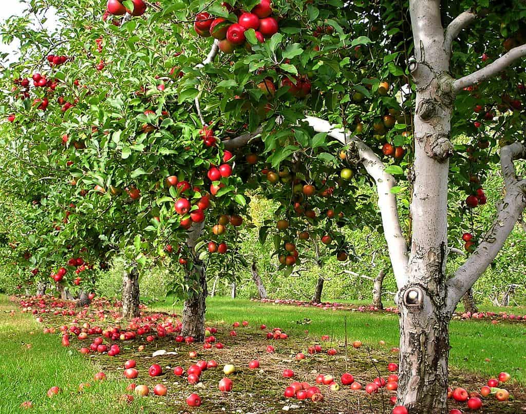 Bountiful Cottage Apple Orchard