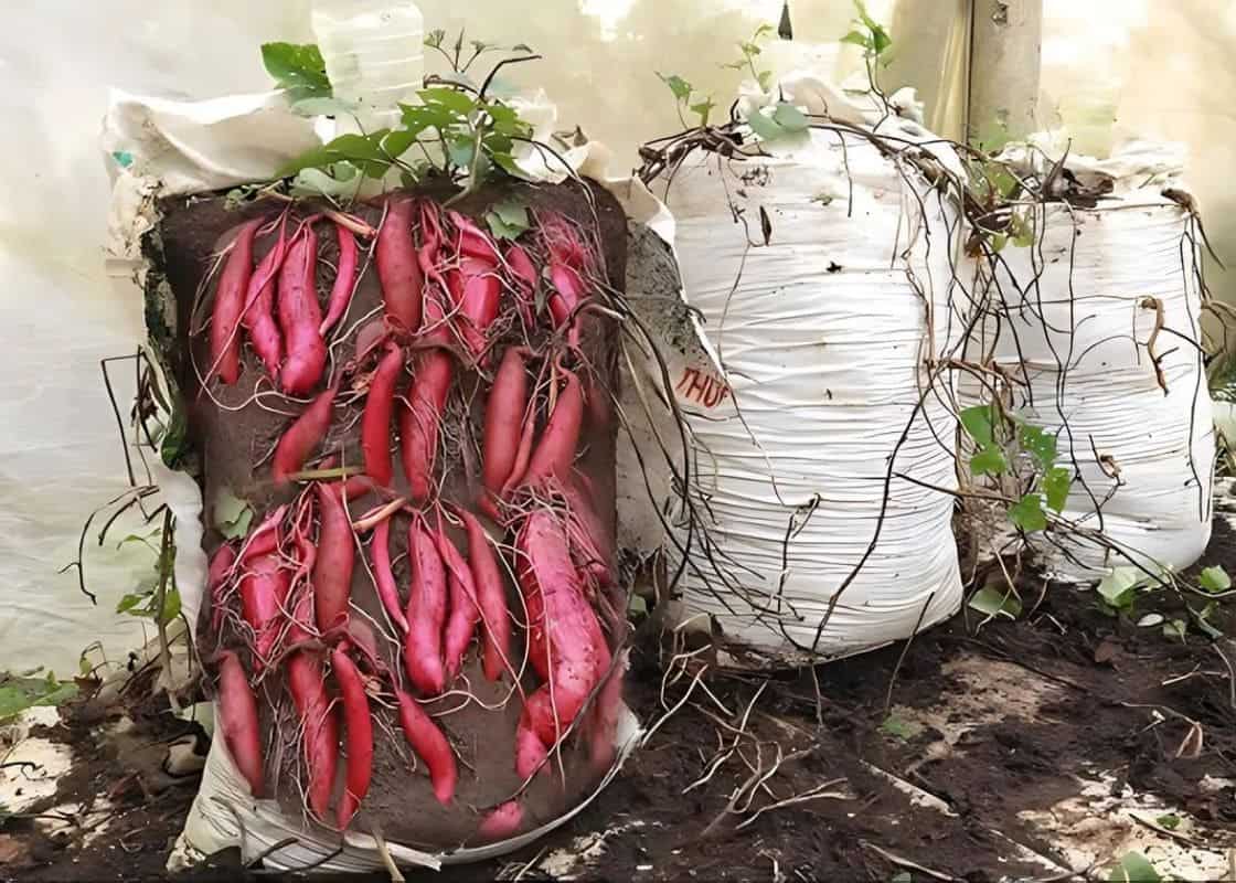 10 Simple Steps to Grow Sweet Potatoes in Soil Bags Successfully