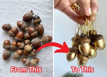How to Preserve Acorns for Fall Decor