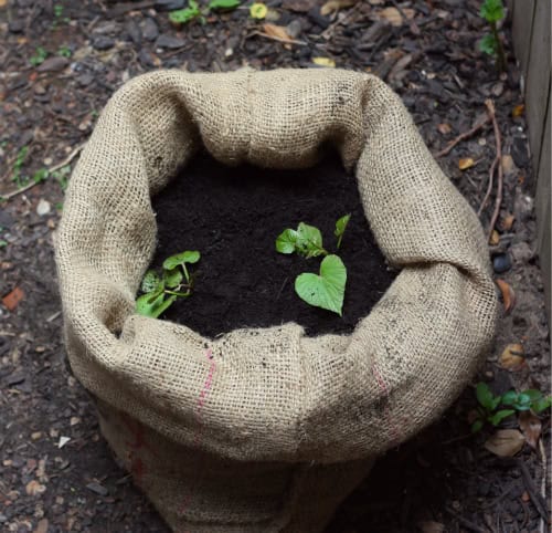 Starting Sweet Potato Slips