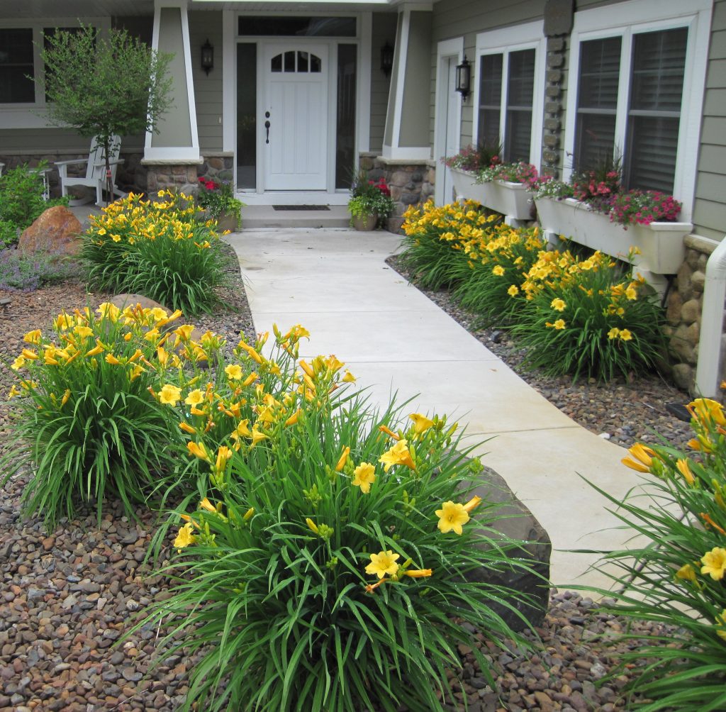 Daylilies