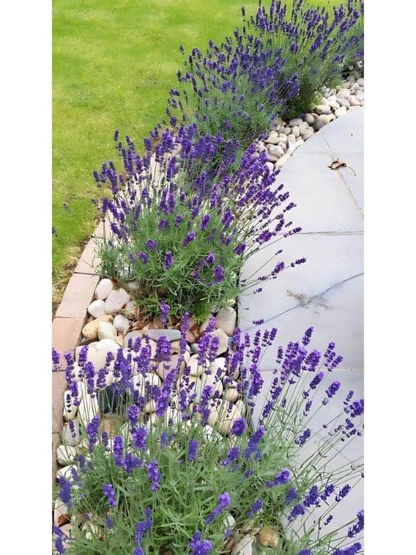 Lavender Lined Stone Path Border