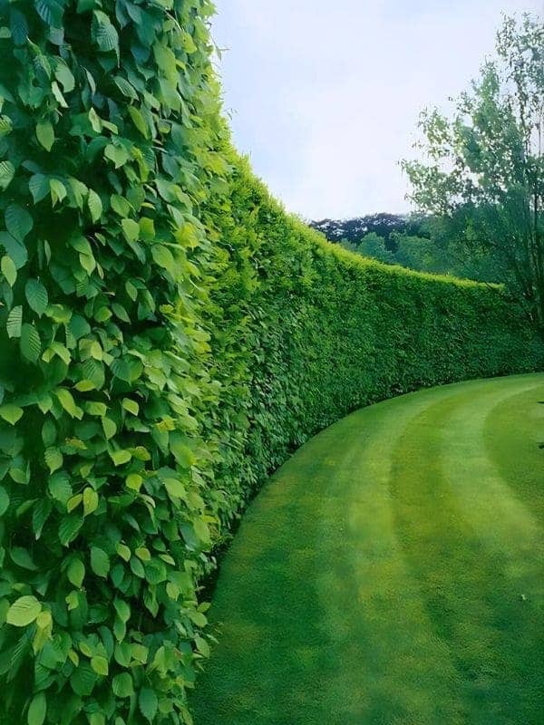 Majestic Living Green Wall Border