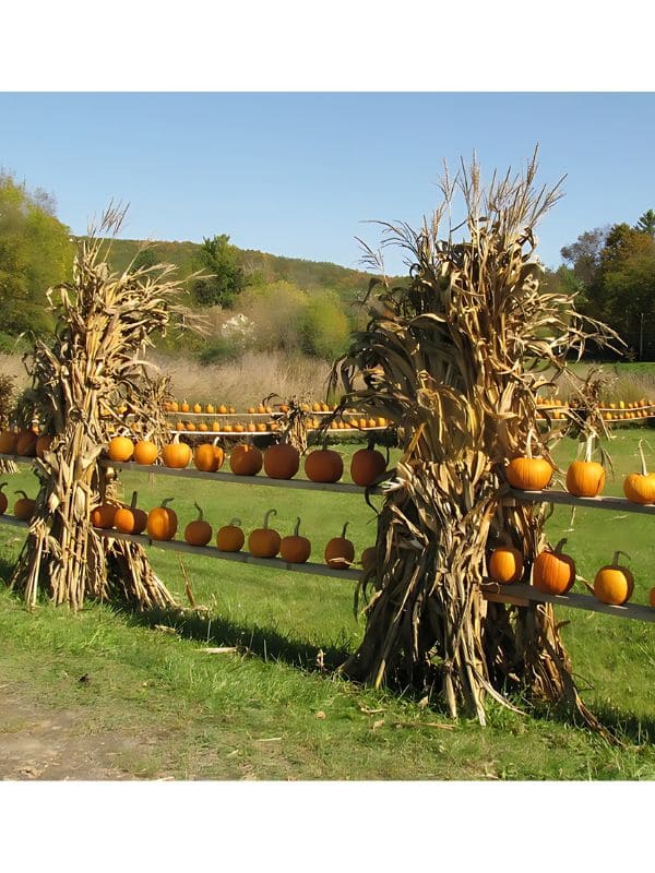 Rustic Pumpkin-Lined Harvest Halloween Fence