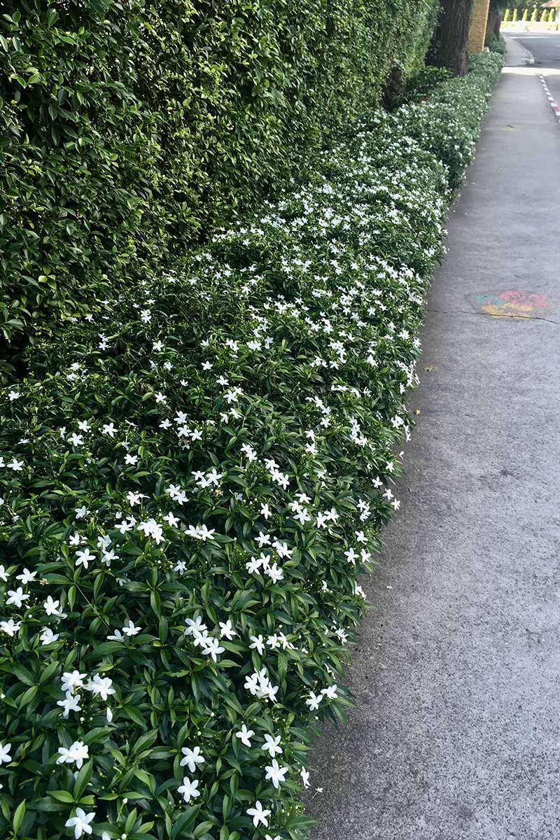 Jasmine Flowers