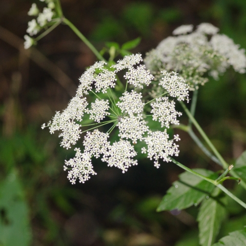 Top 10 Common Wild Plants Around Us That Are Surprisingly Poisonous and Dangerous