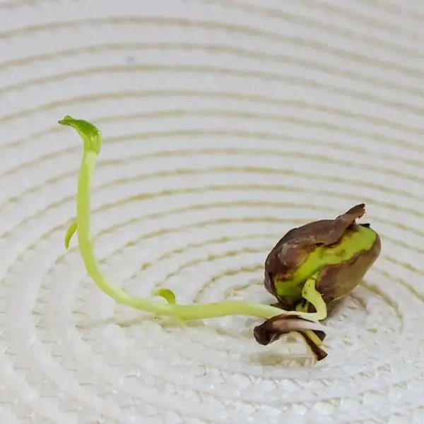 Transplant the Pistachio Seedlings