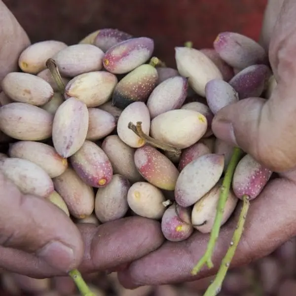 Harvest Pistachios