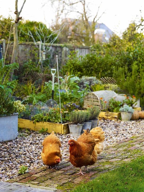 Cottage Garden with Free-Range Chickens