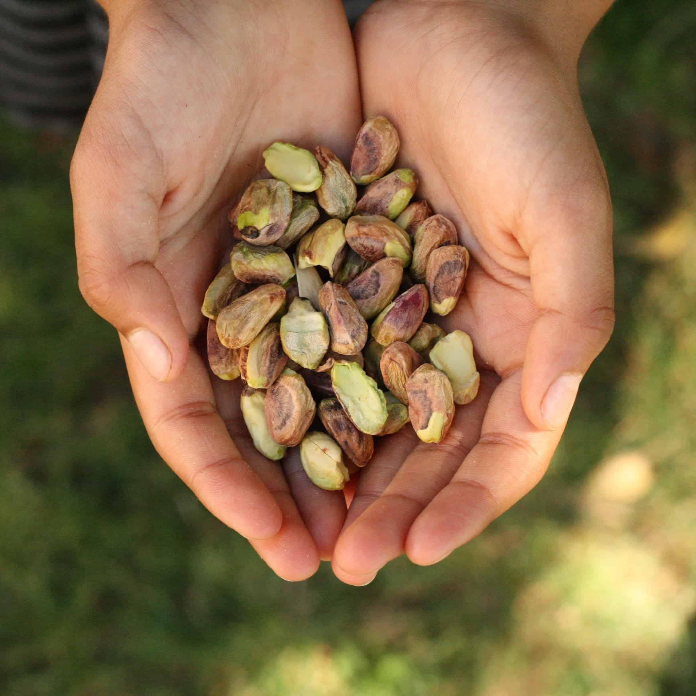 Choose the Right Pistachio Seeds